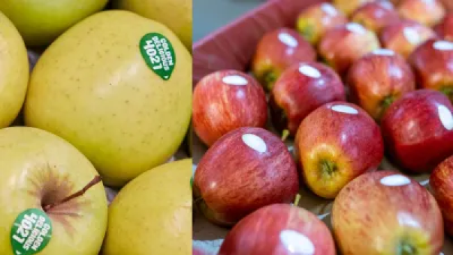 "Close-up of fruit stickers showing different numbers to indicate whether the fruit is conventionally grown, hybrid, or organic. Labels include four-digit and five-digit codes, with specific numbers denoting the use of pesticides or organic growing methods."