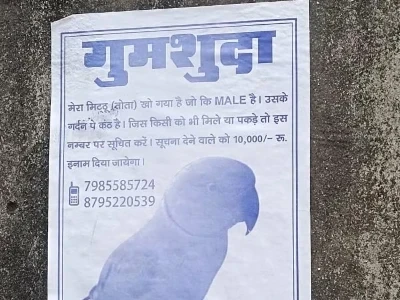 अयोध्या के शैलेश कुमार द्वारा गुमशुदा तोते की खोज के लिए लगाए गए पोस्टर, जिसमें 10 हजार रुपये का इनाम घोषित किया गया है। पोस्टर में तोते की फोटो और पहचान चिह्न शामिल हैं।