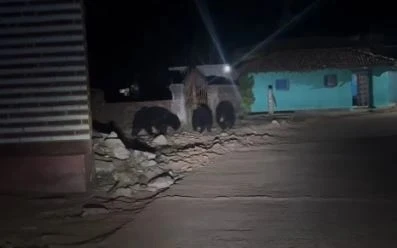 कांकेर के रामनगर में भालुओं के झुंड का रिहायशी इलाके में दस्तक देने का दृश्य, जो सोशल मीडिया पर वायरल हो गया।