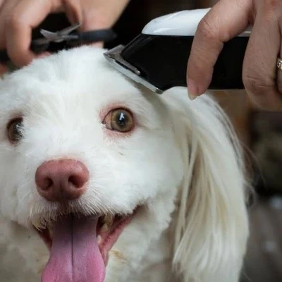 डॉग पार्लर