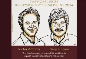 Nobel Prize: फिजियोलॉजी एवं मेडिसिन में 2024 का नोबेल पुरस्कार संयुक्त रूप से विक्टर एम्ब्रोस और गैरी रुवकुन को माइक्रो आरएनए की खोज