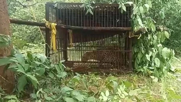जंगल सफारी