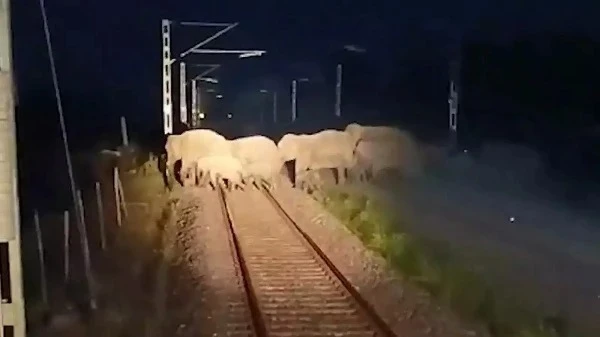 Kamrup Express halts for a herd of 60 wild elephants crossing the railway track between Hawaipur and Lamsakhang stations, averting a major accident in Assam.