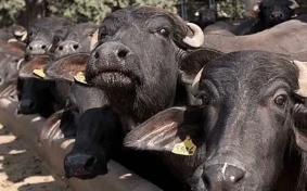 UP News: यूपी के हरदोई में एक अजीबोगरीब मामला सामने आया है। यहां एक युवक अपने भैंस की चोरी की रिपोर्ट दर्ज करने पहुंचा था लेकिन पुलिस वालों ने