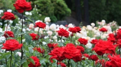 Rose Cultivation