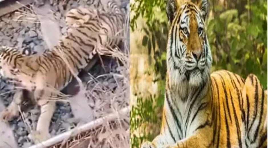 दक्षिण पूर्व मध्य रेलवे में बाघ के ट्रेन से टकराने से 7 घंटे तक रेल यातायात बाधित, रेस्क्यू ऑपरेशन जारी।
