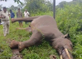 MP News: शहडोल जिले की सीमा से महज तीन किलोमीटर दूर स्थित सतना जिले के ग्राम कुंवारी कुआं गांव में एक दांत वा