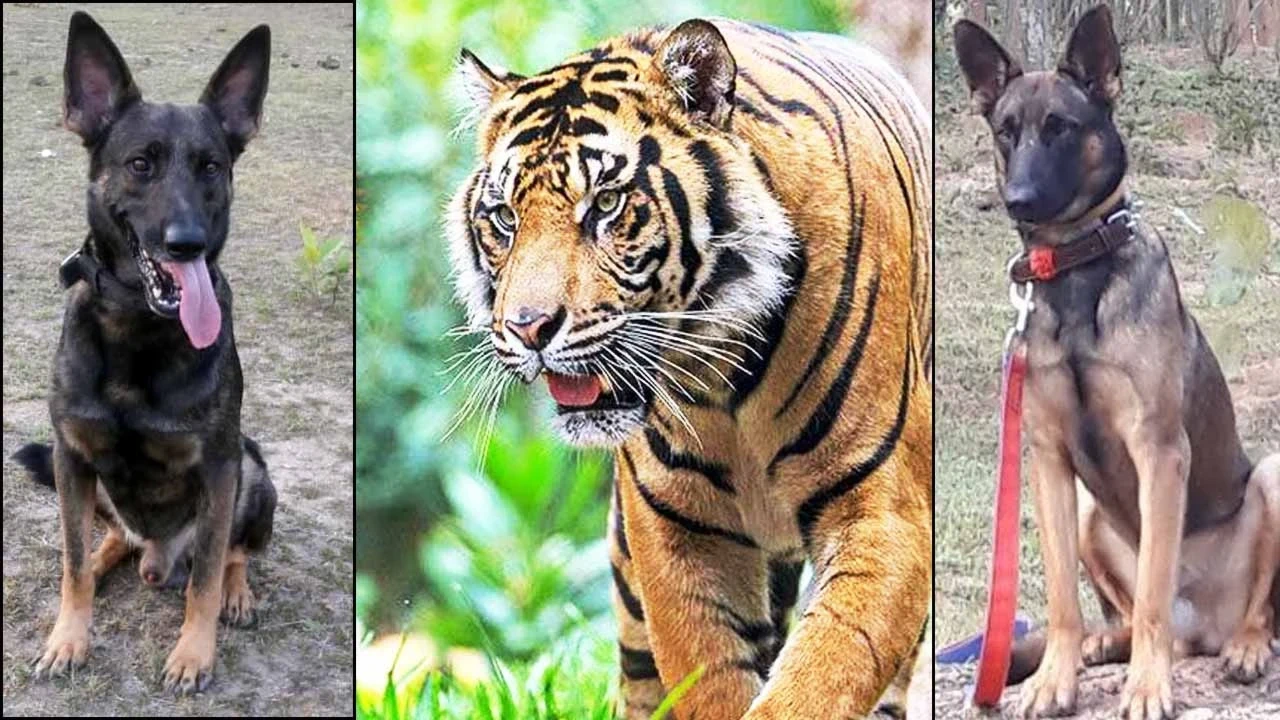 छत्तीसगढ़ में बाघों की घटती संख्या और उनकी सुरक्षा के लिए वन विभाग ने स्निफर डॉग्स की तैनाती की योजना बनाई है।