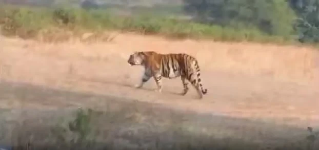 मरवाही में नजर आया बाघ!