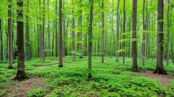 आईएसएफआर रिपोर्ट 2023 के अनुसार, छत्तीसगढ़ ने वन और वृक्ष आवरण वृद्धि में देश में पहला स्थान हासिल किया है, जिसमें 55,812 वर्ग किलोमीटर का कुल वन आवरण क्षेत्र है।