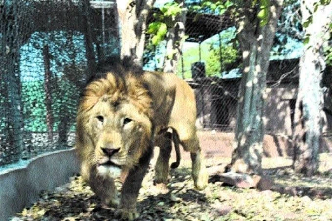 एशियाई शेर