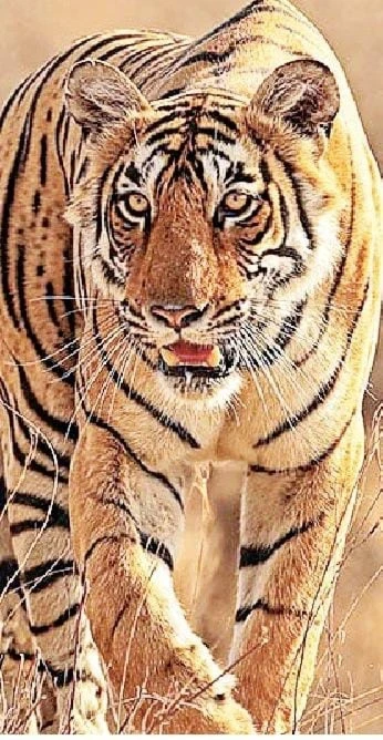 एमपी के 15 टाइगर