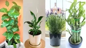 Vastu Tips: व्यक्ति के जीवन में वास्तु शास्त्र एवं ज्योतिष शास्त्र का बड़ा महत्व होता है। वास्तु और ज्योतिष दोनों की ही अपना एक विशेष महत्व और नियम हैं। वास्तु शास्त्र में पति-पत्नी के बेडरूम को लेकर कई ऐसे