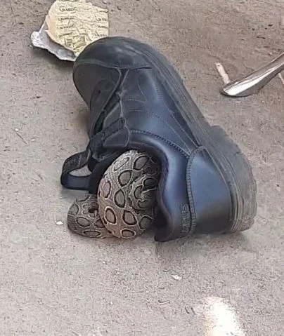 भोपाल में एक स्कूली बच्चे के जूते से रसेल वाइपर सांप का निकलना, जिस से पूरे घर में घबराहट फैल गई।