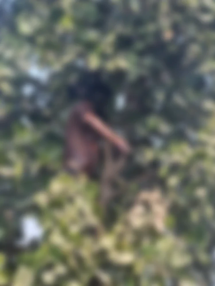 बिलासपुर के सकरी थाना क्षेत्र में एक युवक की संदिग्ध लाश पेड़ से लटकती हुई मिली, शरीर पर चोट के निशान देख हत्या की आशंका।