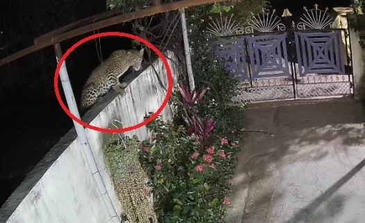 Leopard Terror Video