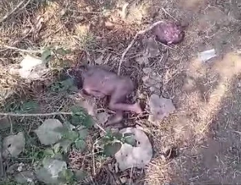 कलयुगी मां की करतूत