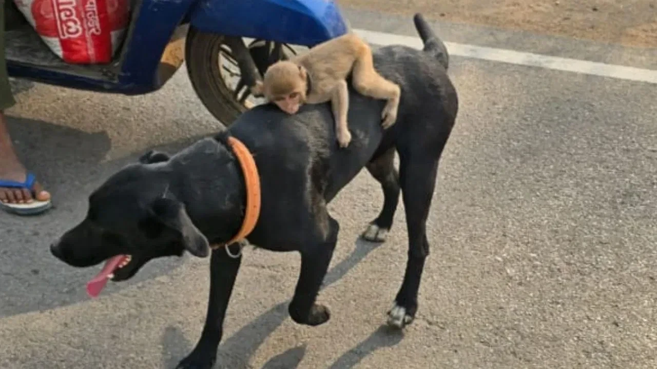Friendship of Dog and Monkey