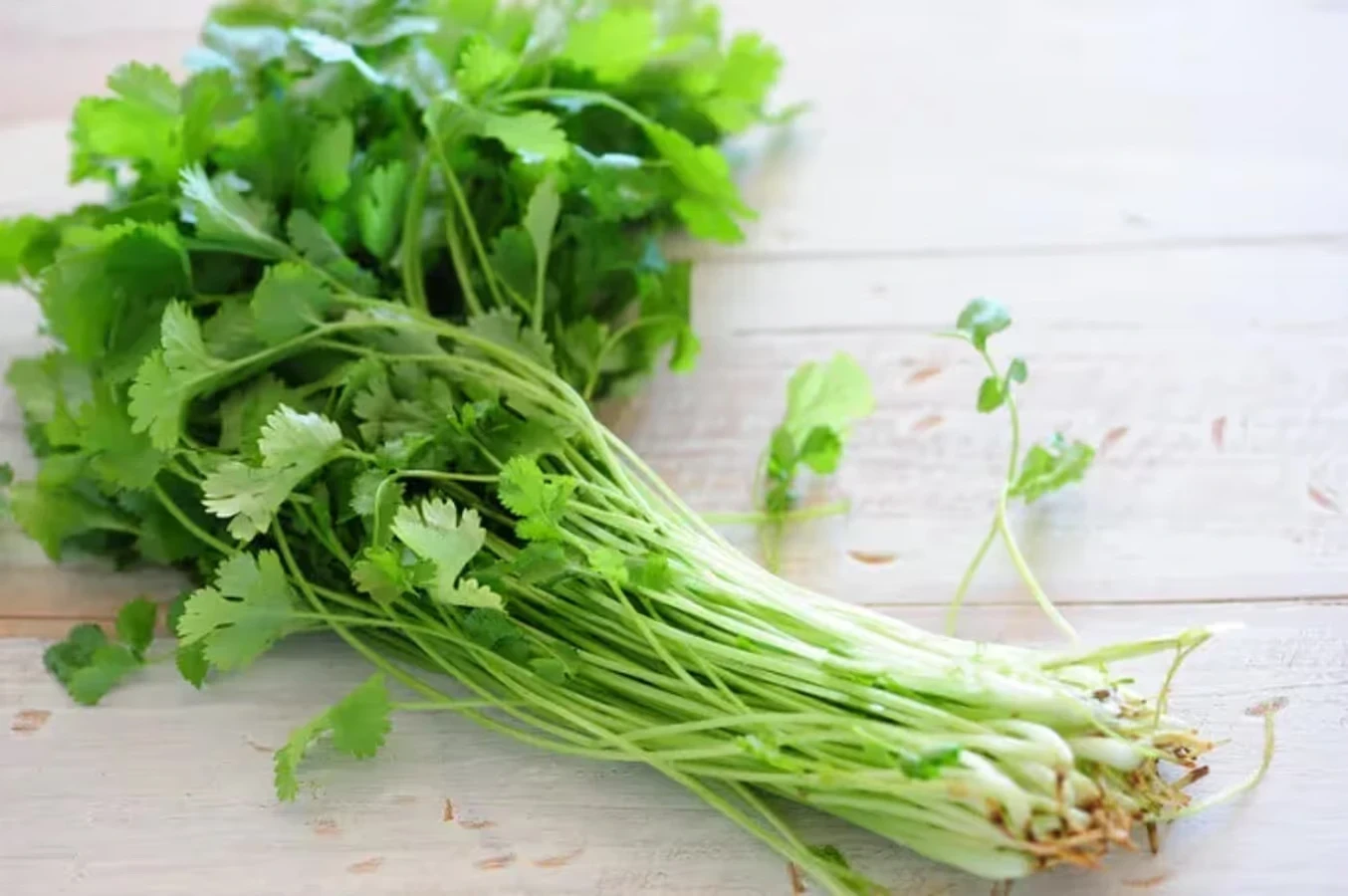 Coriander Stems Benefits