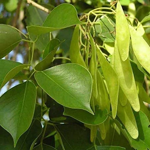 Sheesham Benefits For Women