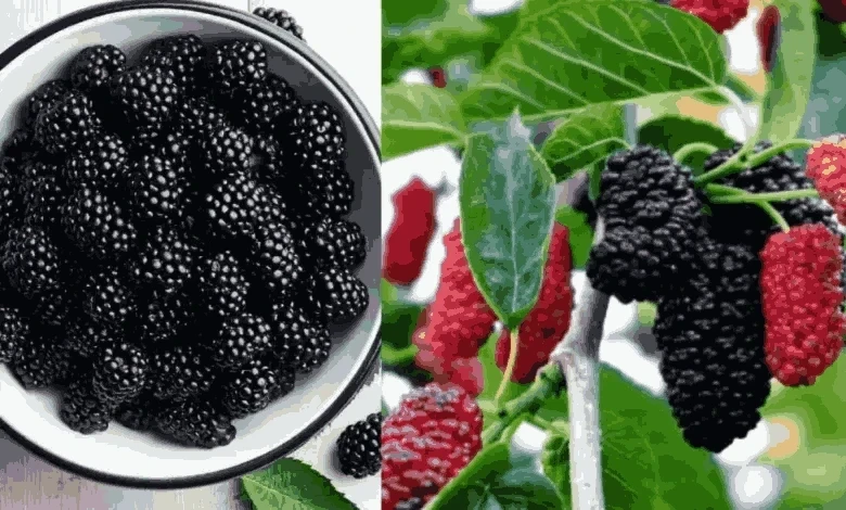 Mulberry Fruit Benifits