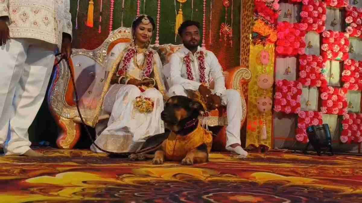 शादी में खास ड्रेस पहने शेरू की तस्वीर - Burhanpur Dog Wedding