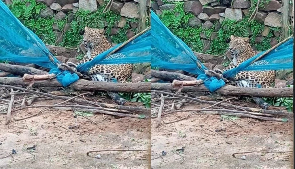 बालोद के कंकालिन गांव में किसान की बाड़ी में फंसे तेंदुए को रेस्क्यू करता वन विभाग।