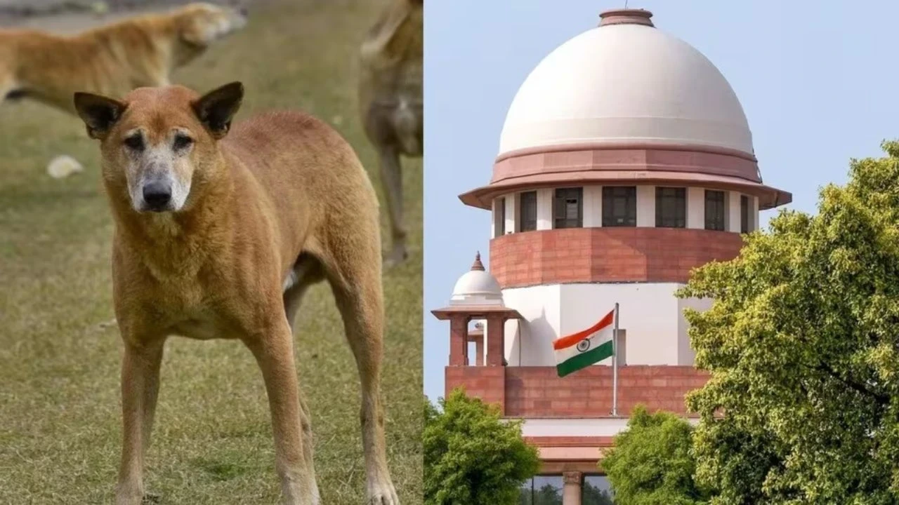 दिल्ली-NCR में आवारा कुत्तों को हटाने और शेल्टर बनाने का सुप्रीम कोर्ट का लिखित आदेश