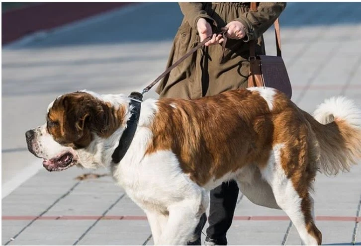 CG News, dog lovers, out on street dog, Jan Vishwas Act 2025, Chhattisgarh