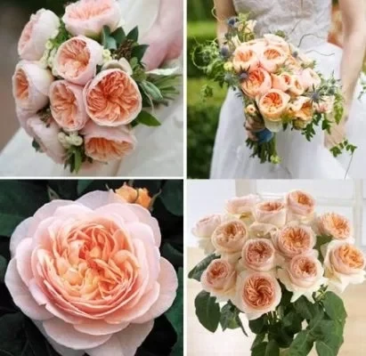 Most Expensive Juliet Rose