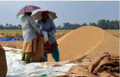 Modi Cabinet Decision,Minimum Support Price Paddy Hiked