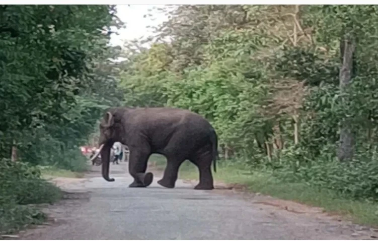 CG elephant-attack