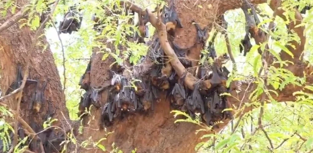 Heatwave Bats Death