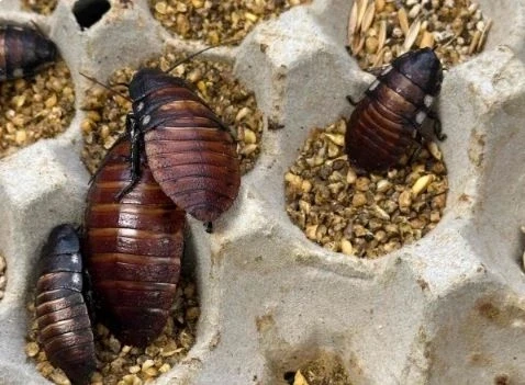 cockroaches