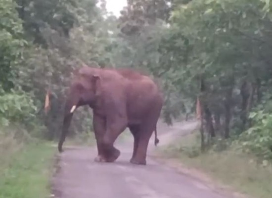 हाथी ने मचाया तांडव