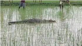 CG News: बिलासपुर जिले के रतनपुर ब्लाक के राम टेकरी के पास स्थित बिकमा तालाब के बाजू में स्थित खेत में रोपा लगाने उतरे