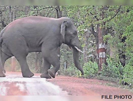 दंतैल हाथी