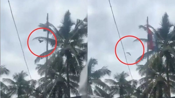 वीडियो में एक पक्षी के झंडा फहराने में "मदद" करते हुए दिखाया गया है, लेकिन बाद में सामने आए एक नए वीडियो में दिखाया गया है कि पक्षी का झंडा फहराने से कोई संबंध नहीं था।