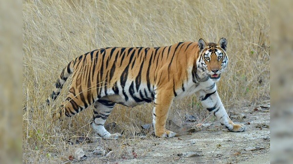 "रायसेन जिले के औबेदुल्लागंज क्षेत्र के वन क्षेत्र में मृत 6 साल के बाघ की तस्वीर।"