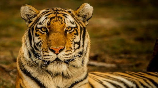 जवाब में सीडब्ल्यूसी ने एनटीसीए को प्रदेश के उन अफसरों की लापरवाही की बात कही है