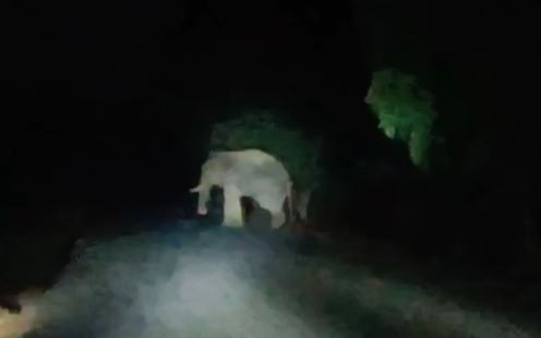 Elephant rampage